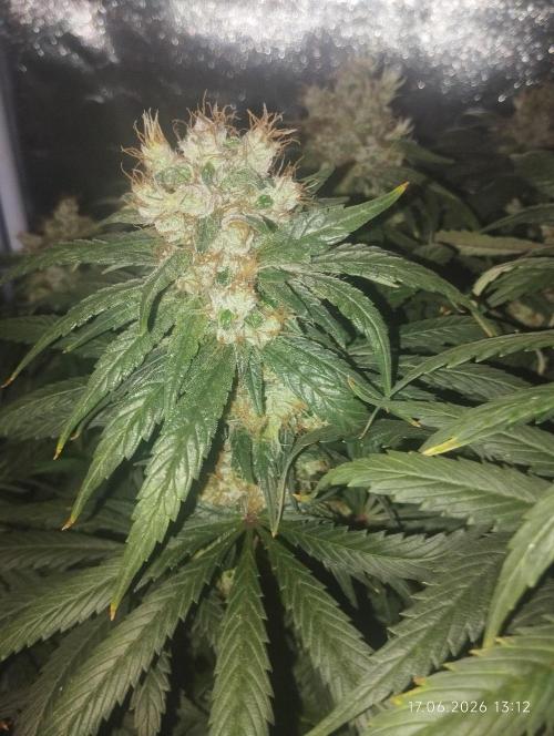 Bubblegum sherbert. Week 8