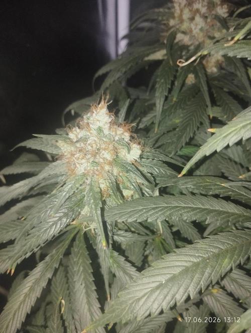 Bubblegum sherbert. Week 8
