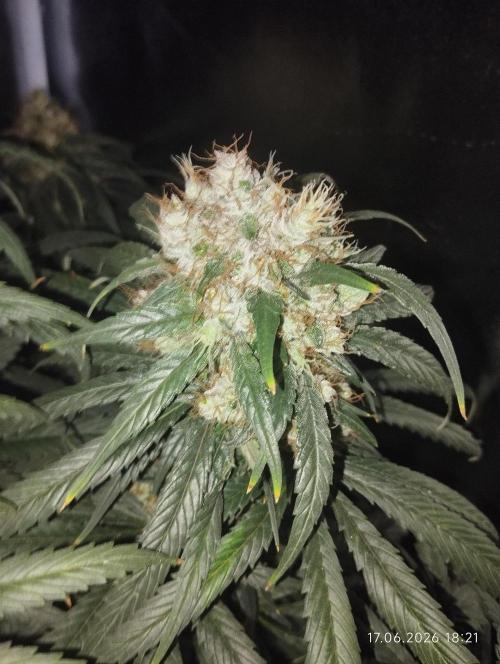 Bubblegum sherbert. Week 8