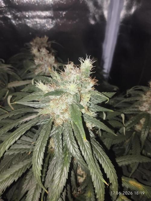 Bubble Gum Sherb. Week 8