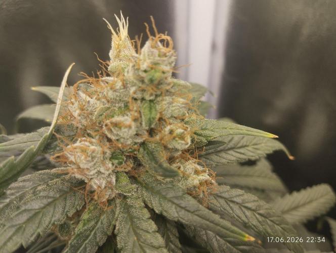 Bubblegum sherbert. Week 8