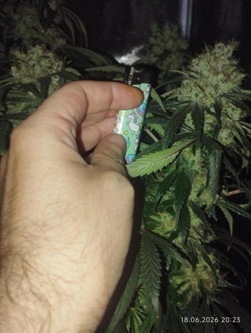 Bubblegum sherbert. Week 8