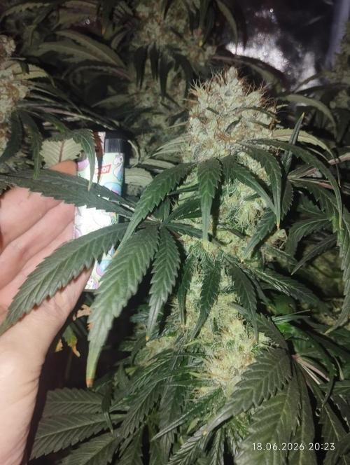 Bubblegum sherbert. Week 8
