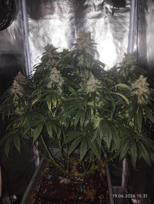 Bubblegum sherbert. Week 8