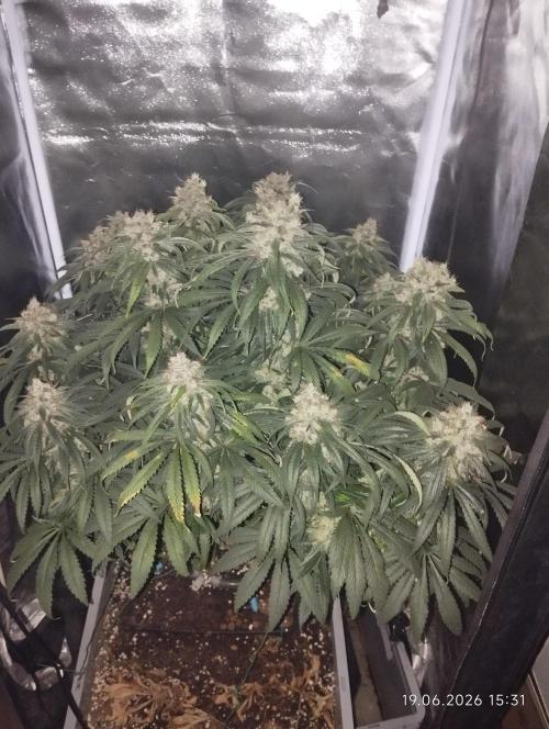 Bubblegum sherbert. Week 8