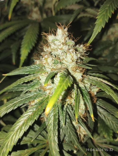 Bubblegum sherbert. Week 8