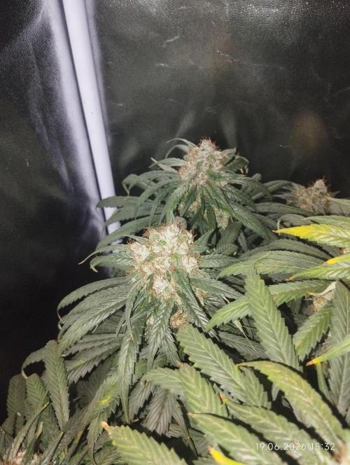 Bubblegum sherbert. Week 8