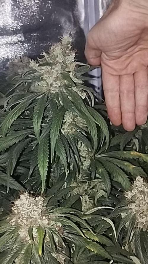 Bubblegum sherbert