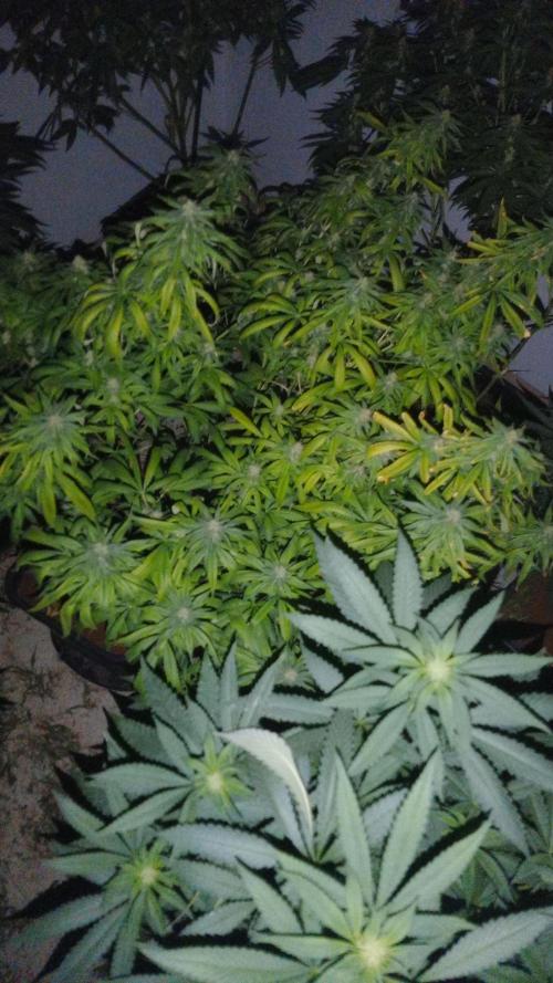 Weedfan