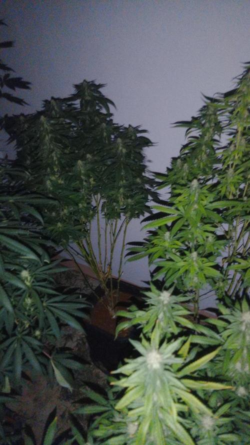 Weedfan