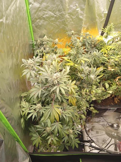 Bigger times. Week 6 - Gtg