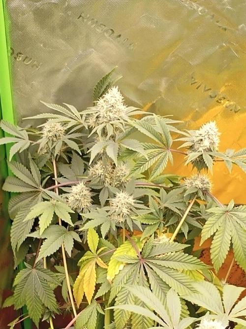 Bigger times. Week 6 - Gtg