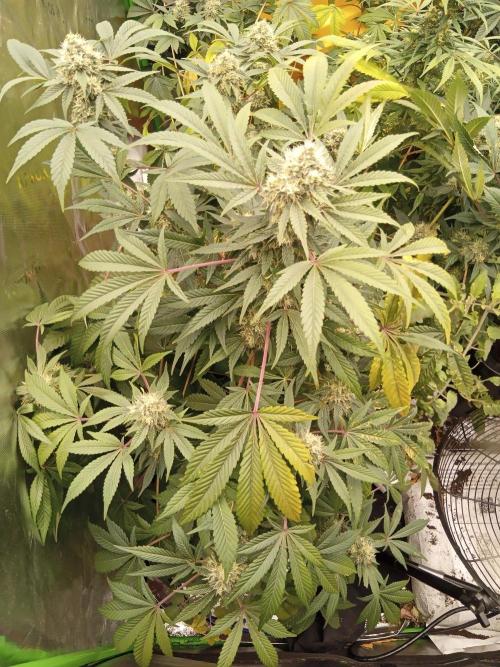 Bigger times. Week 6 - Gtg