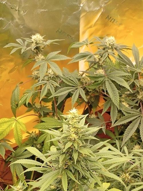 Bigger times. Week 6 - Gtg