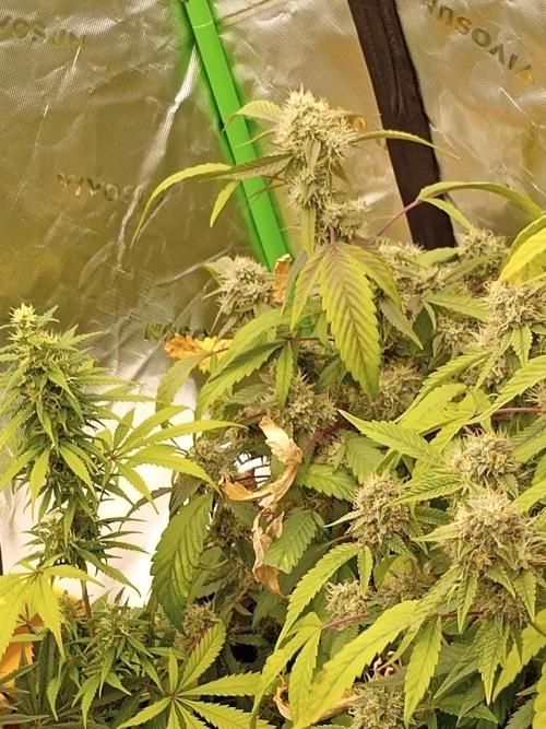 Bigger times. Week 6 - Gtg