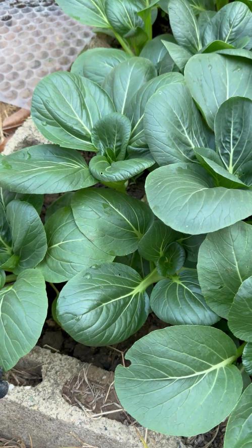 Outdoor organic 2024-2025