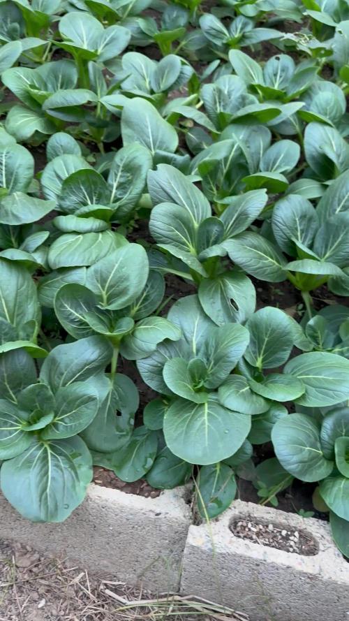 Outdoor organic 2024-2025