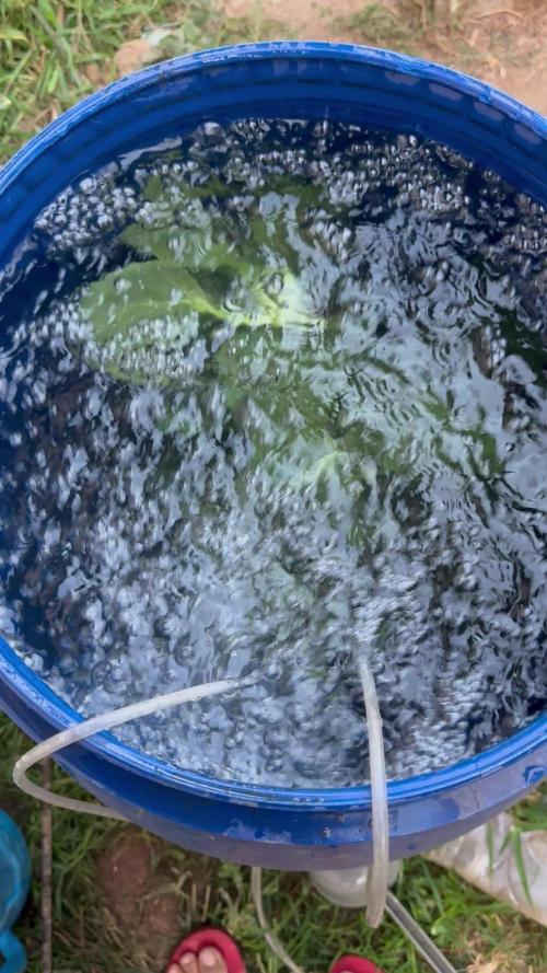 Outdoor organic 2024-2025