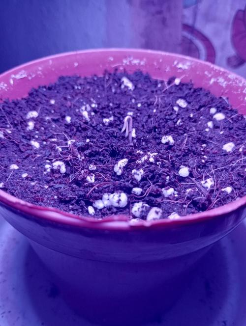 Cheese. Week 1 - Day 1