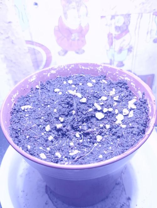 Cheese. Week 1 - Day 2