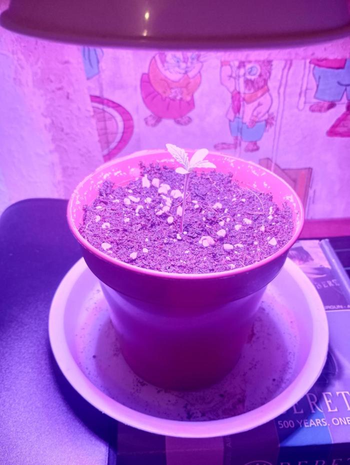 Cheese. Week 2 - Day 8