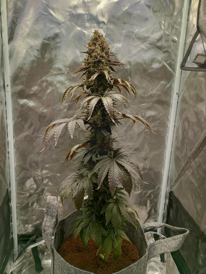 Cheese. Week 17 - Day 118