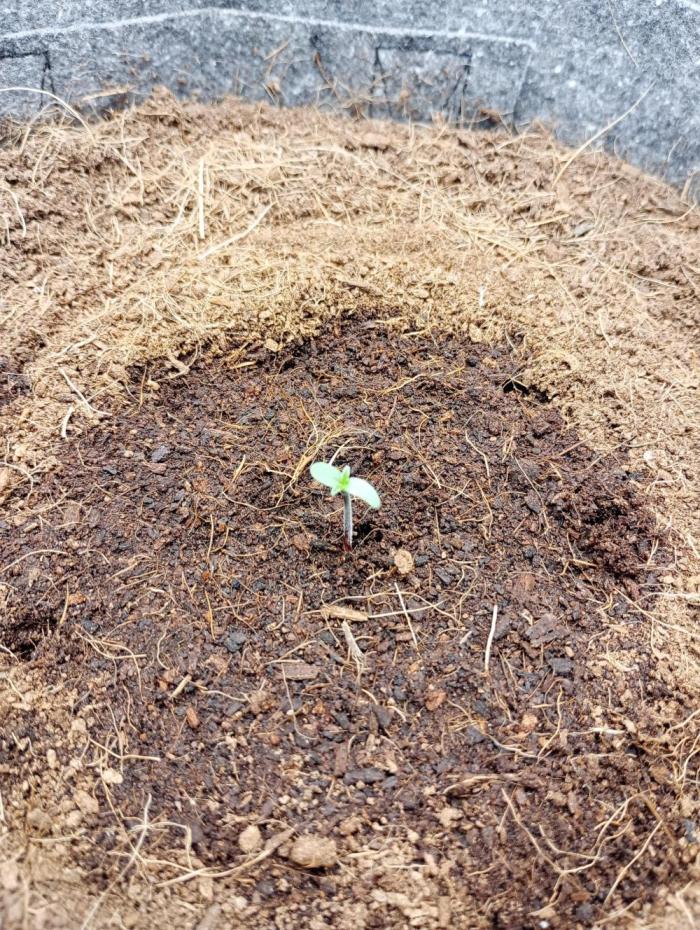 Hyperion F1 Auto. Week 1 - Day 1