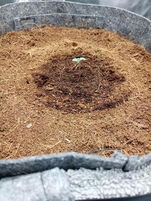 Hyperion F1 Auto. Week 1 - Day 2