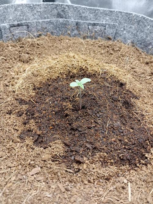 Hyperion F1 Auto. Week 1 - Day 3