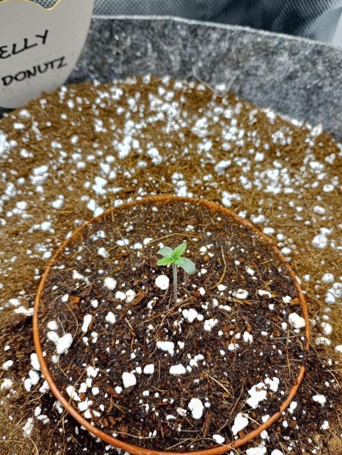 Jelly Donutz. Week 1 - 1