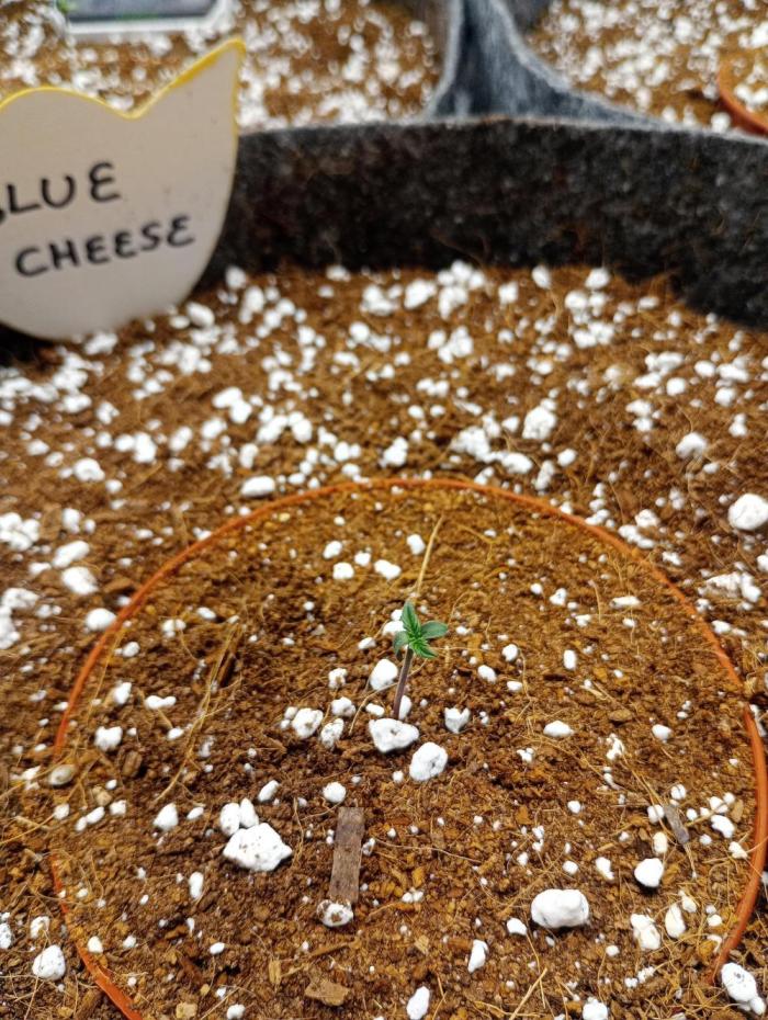 Original Blue Cheese. Week 1 - 1