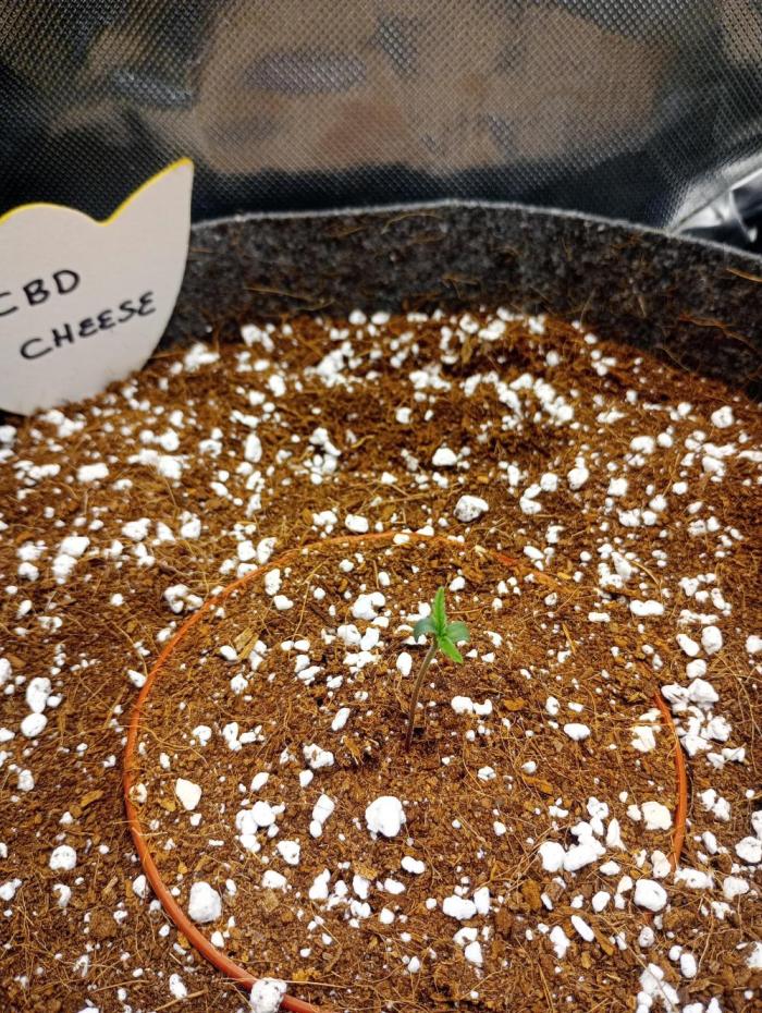 CBD Cheese. Week 1 - 1