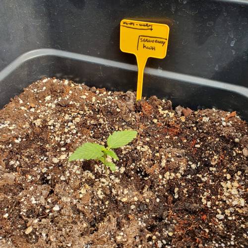 Custom Breeder & Strain strawberry kush grow journal by Bawler91