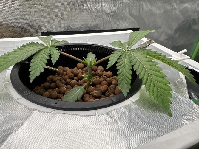 Rainbow banana fem. Week 4