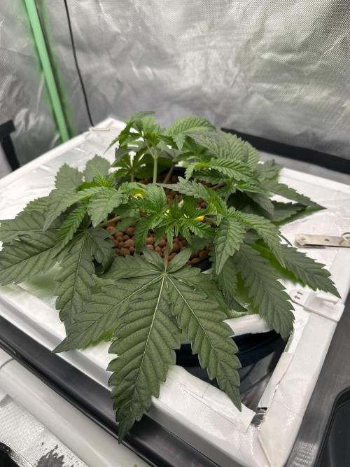 Rainbow banana fem. Week 5