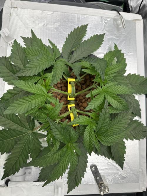 Rainbow banana fem. Week 5