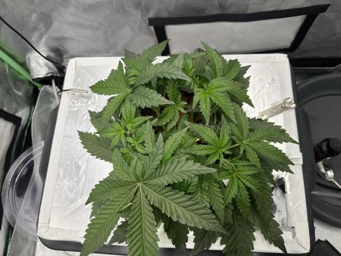 Rainbow banana fem. Week 6