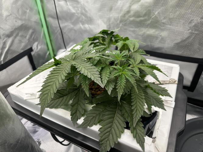 Rainbow banana fem. Week 6