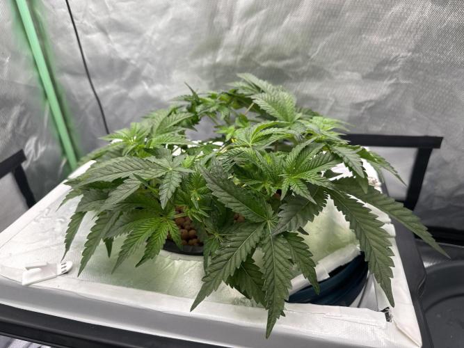 Rainbow banana fem. Week 7