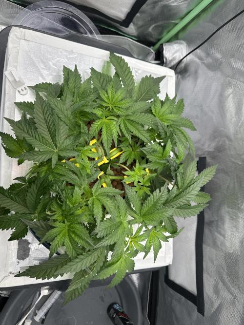 Rainbow banana fem. Week 7