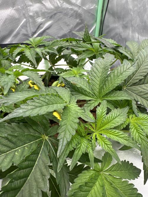 Rainbow banana fem. Week 7