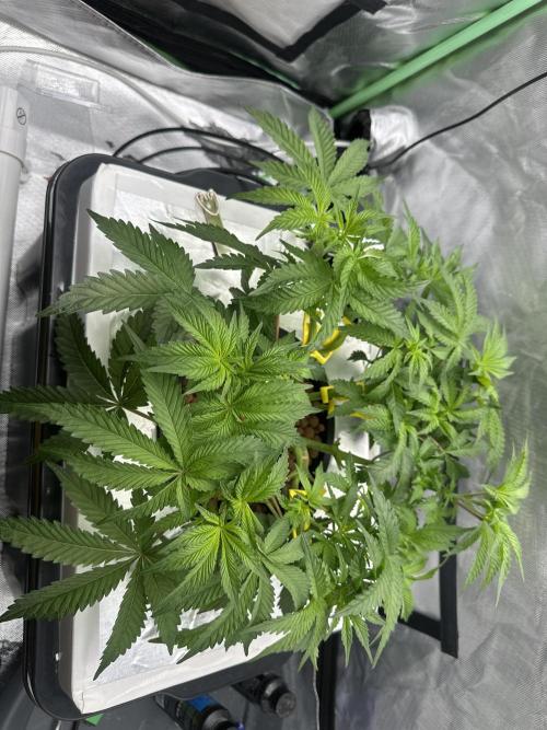 Rainbow banana fem. Week 8