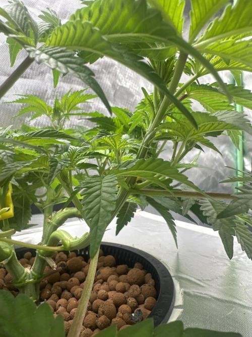 Rainbow banana fem. Week 8