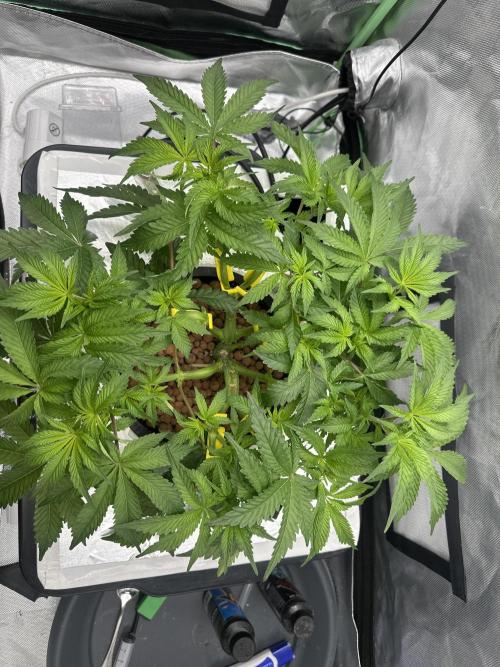 Rainbow banana fem. Week 8