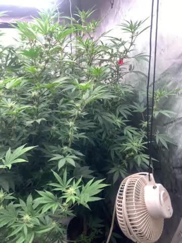 Fire og 