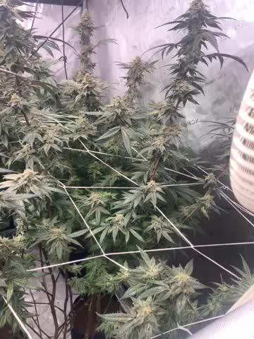 Fire og 
