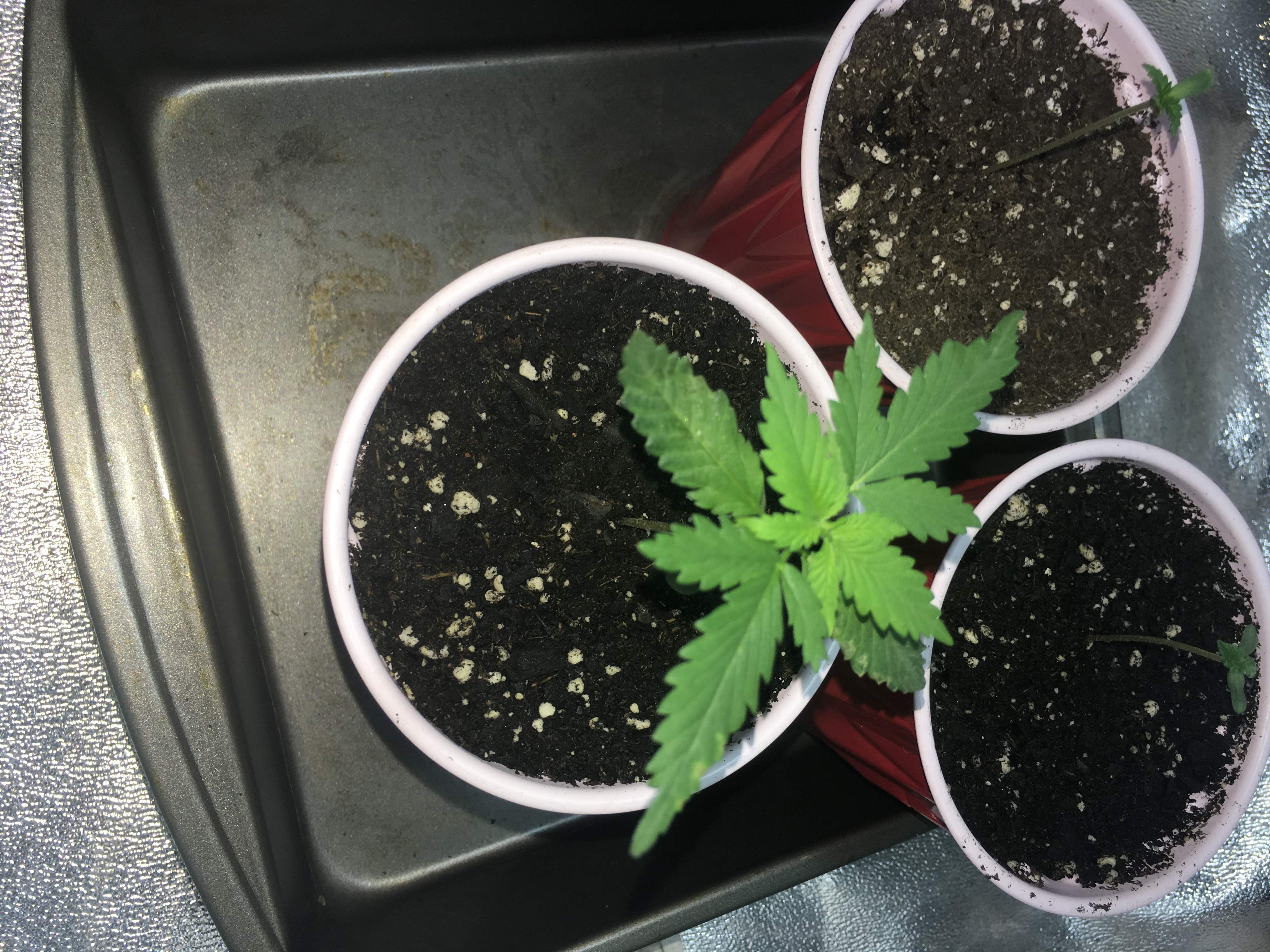 BlackBerry OG 3 grow diary (journal) week3 by Garlitz7 GrowDiaries