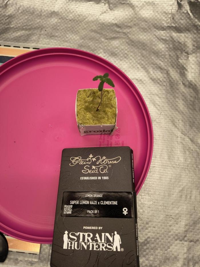 That Tangy Greenhouse Terpz!. Week 0