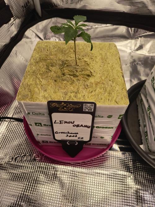 That Tangy Greenhouse Terpz!. Week 1