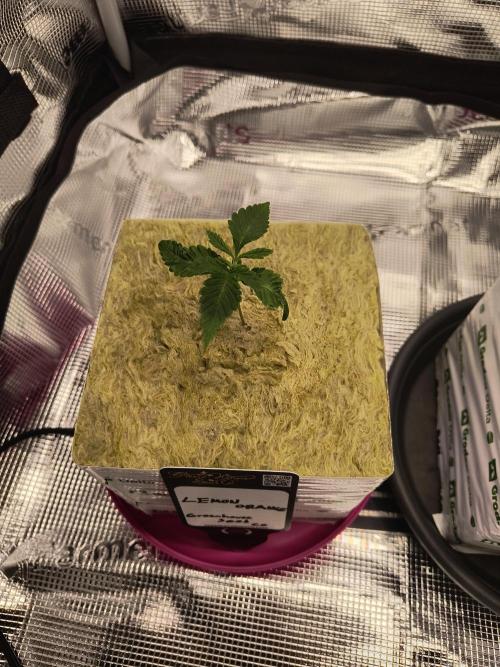 That Tangy Greenhouse Terpz!. Week 1